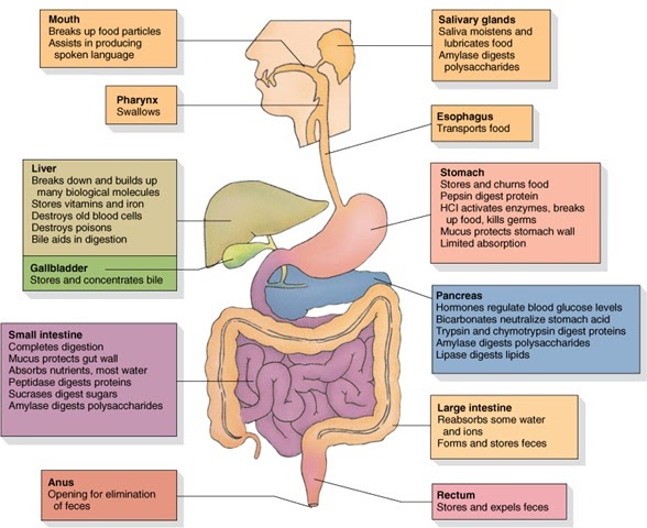 <p>mouth (salivary glands): produce amylase enzyme in the saliva</p><p>Oesophagus (gullet): tube to transport food to other organs</p><p>Stomach: </p><ul><li><p>pummels food with muscular walls</p></li><li><p>produces pepsin (protease enzyme)</p></li><li><p>produces HCl to kill bacteria and provide the right pH for pepsin</p></li></ul><p>Liver: produces bile to neutralise stomach cid and emulsify lipids</p><p>Gall bladder: bile is stored before bing released into small intestine</p><p>Pancreas: produces protease, amylase and lipase enzymes</p><p>large intestine: excess water is absorbed from food</p><p>small intestine: produces digestive enzymes to complete digestions, and is where nutrients are absorbed inot the blood</p><p>Rectum: where faeces are stores before being released through the anus</p><p></p>