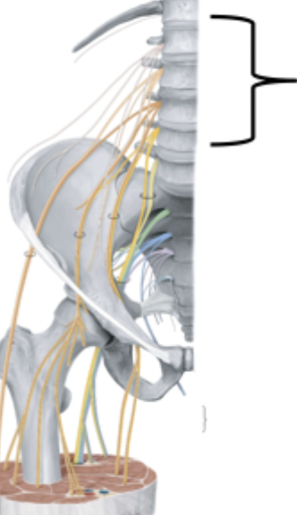 <p>Lumbar Plexus</p>