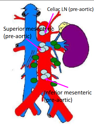 <p>where do the celiac + mesenteric lymph nodes drain?</p>