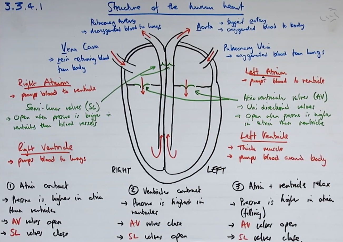 knowt flashcard image