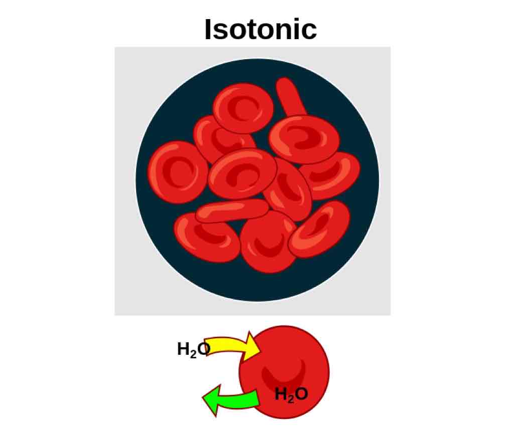 <p>A solution with the same amount of solutes with the cell, with no net movement of water between solution and cell.</p>