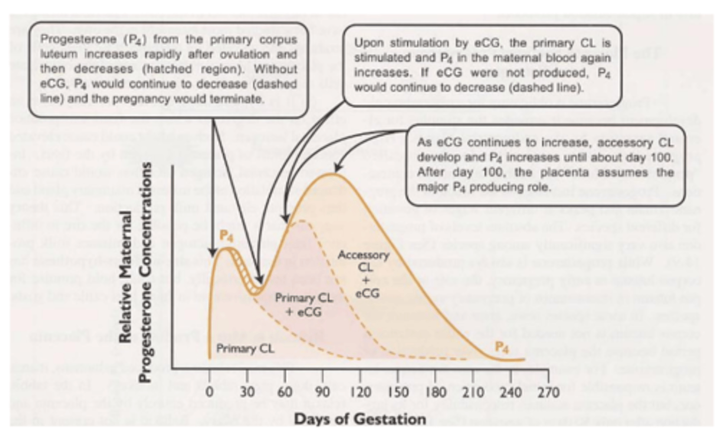 <p>To produce ECG/PMSG, which stimulates ovulation and thus forms a secondary CL in the ovary, which maintain the pregnancy by continuing to produce progesterone until about D100 when the placenta takes over as the main P4 producer</p>