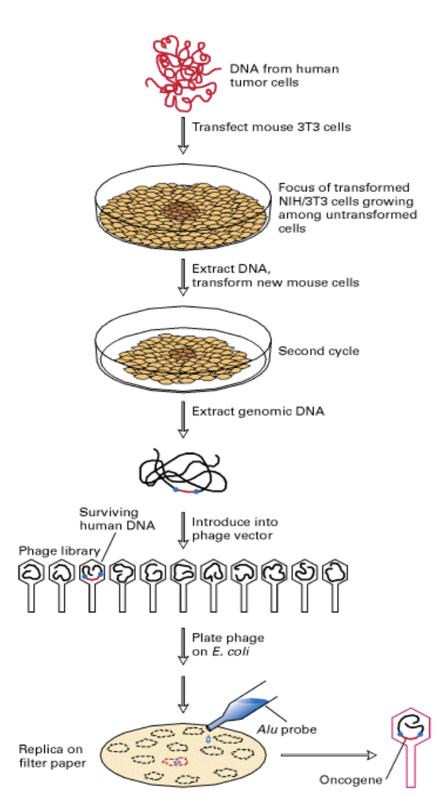 <ol><li><p>Humour tumour cell line transformed by <strong>transfection</strong> into</p><ul><li><p>NIH 3T3 cells (immortalized mouse fibroblast cell line)</p></li></ul></li><li><p>DNA extracted from resulting foci</p><ul><li><p>from cells that were cancerous</p></li></ul></li><li><p>Used in new rounds of transffection and extraction</p></li><li><p>Eventually getting rid of the rest of the human genome</p><ul><li><p>leaving only the mouse genome and the human oncogene</p></li></ul></li><li><p>DNA sequence could be cloned </p><ul><li><p>Human genes found with DNA hybridisation</p></li></ul><ul><li><p>using Alu sequence probe</p></li><li><p>recognises human Alu repeats</p><ul><li><p>linked to human oncogenic sequence</p></li><li><p>against the backdrop of the mouse genome</p></li></ul></li></ul></li></ol><p>OVERALL: find the human oncogenes</p><p></p>