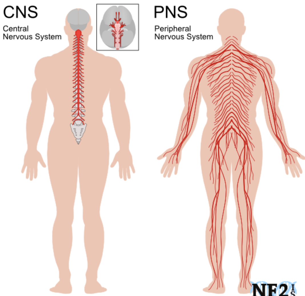 <ul><li><p><strong>Nerves</strong> are bundle of axons located in the <u>PNS</u></p></li><li><p><strong>Tracts</strong> are bundles of axons located in the <u>CNS</u></p></li><li><p>most are composed of both sensory an motor neurons and are called <strong>mixed nerves</strong></p></li><li><p>some of the <strong>cranial nerves have sensory fibers only</strong></p></li></ul><p></p>