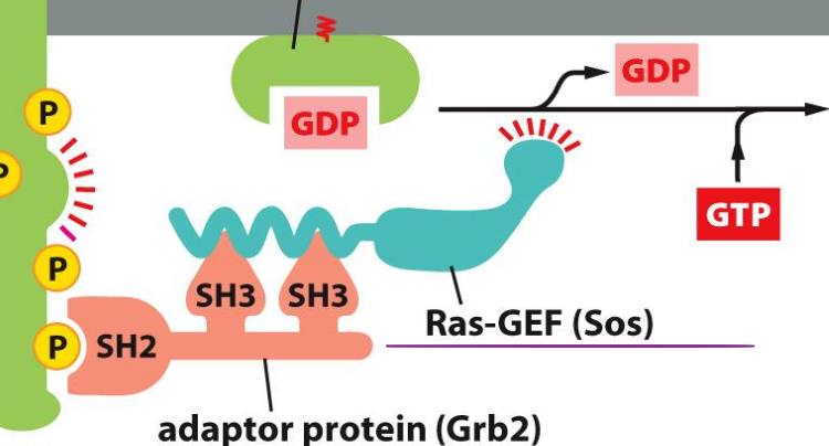 <p>Rôle de GEF (échange de nucléotides) se liant au domaine SH3 de GRB2 car riche en proline et est amenée tout proche de la protéine Ras.</p>