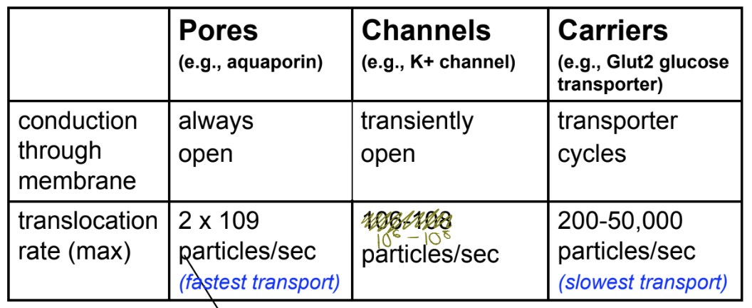 <p>Transporters that work in cycles are slow and can saturate (including primary and secondary active transporters)</p>