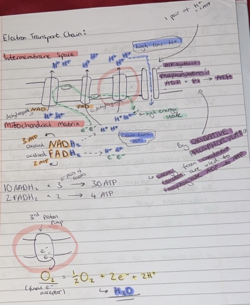 <p>In the matrix, a lower conc. of H+ ions is maintained by combining H+ (and e-) with Oxygen, to form water.</p><p>½ O2 + 2e- + 2H+ —> H2O</p>