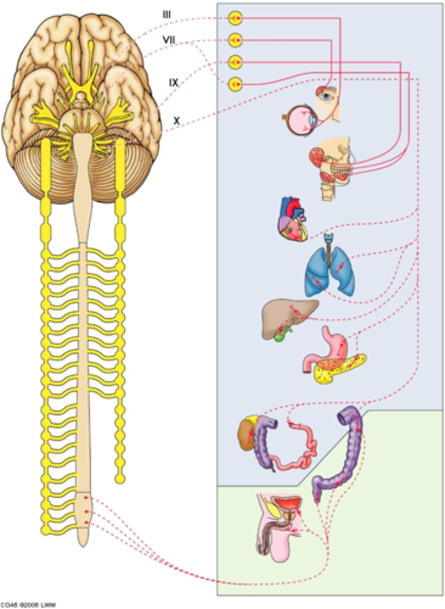 <p>4 cranial:</p><p>1. CNIII (oculomotor)</p><p>2. CNVII (facial)</p><p>3. CNIX (glossopharyngeal)</p><p>4. CNX (vagus)</p>