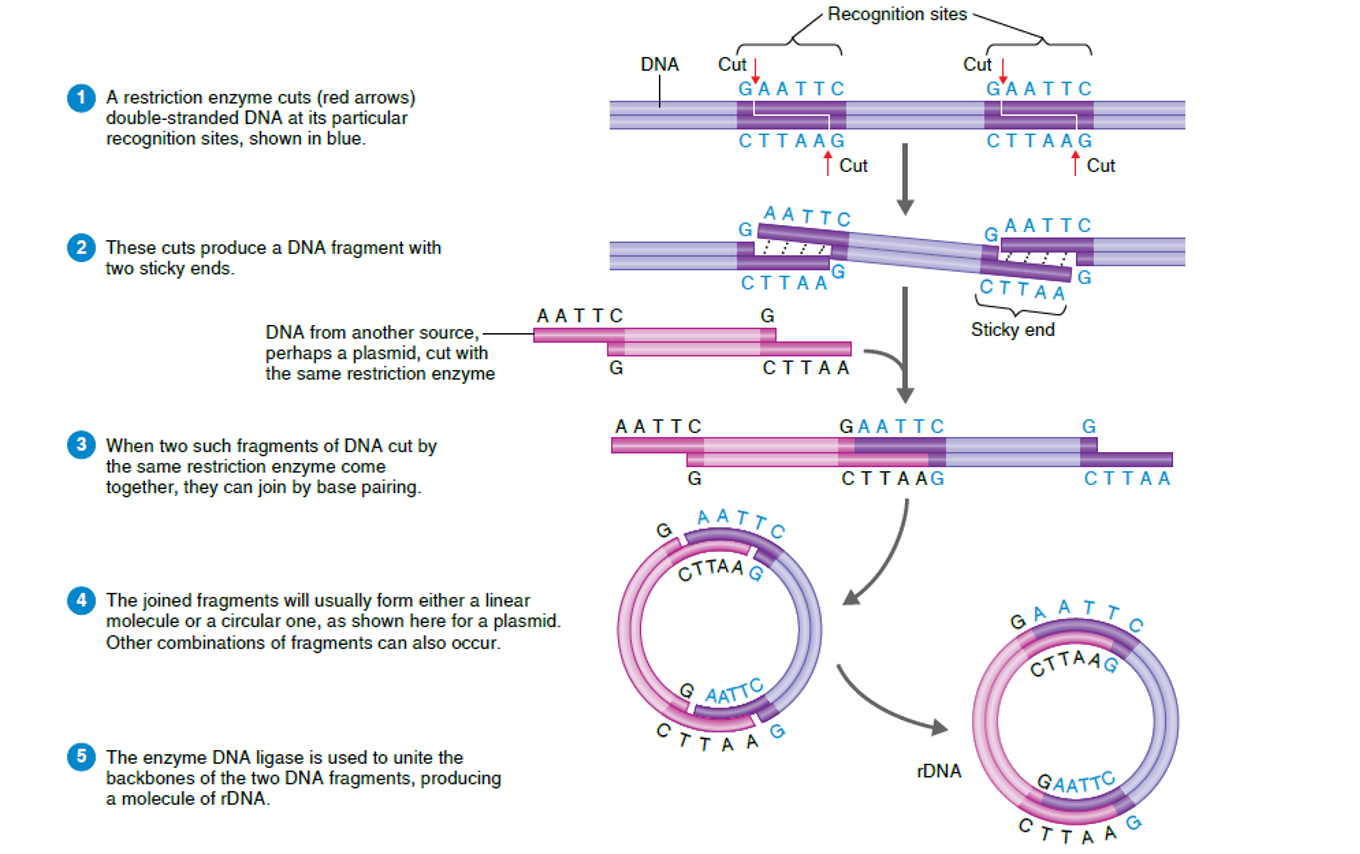 knowt flashcard image