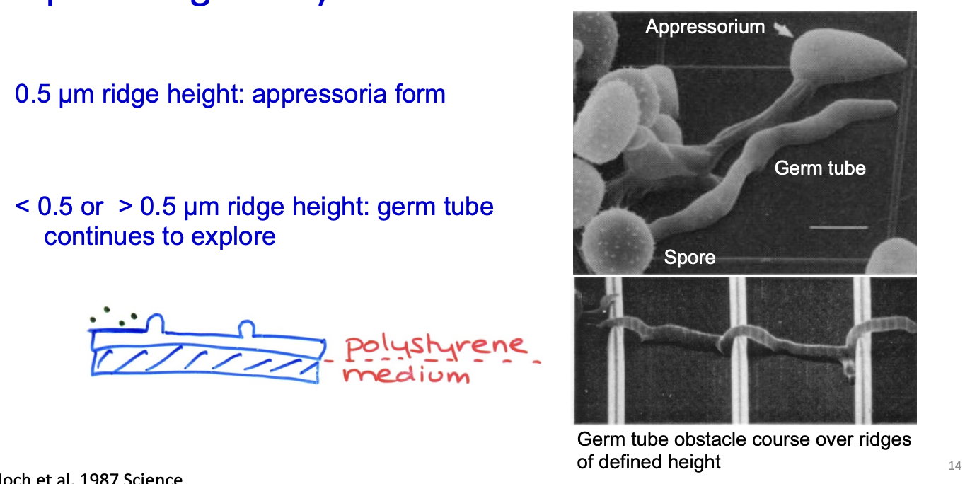 <ul><li><p>bean guard cells have ridges</p><ul><li><p>mean height 0.487 micrometers</p></li></ul></li><li><p>germintate spores on artificial surface </p><ul><li><p>with ridges 0.5 micrometers high</p></li><li><p>form appressoria</p></li></ul></li><li><p>If ridges are higher or lower: no appressoria formed</p></li></ul><p>Overall: <strong>thigmotropic</strong></p><ul><li><p>can sense and react to changes in surface contour</p></li></ul><p></p>