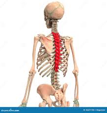 <p>Anatomy of Human Skeleton</p>