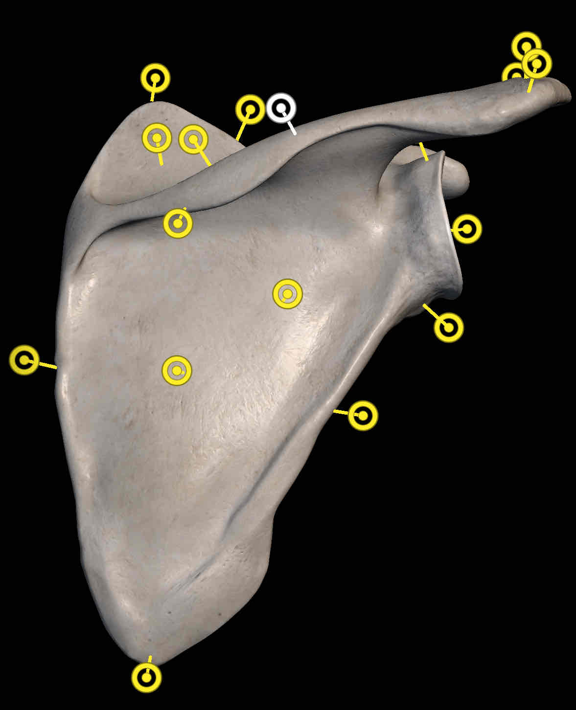 <p>Name this structure </p>
