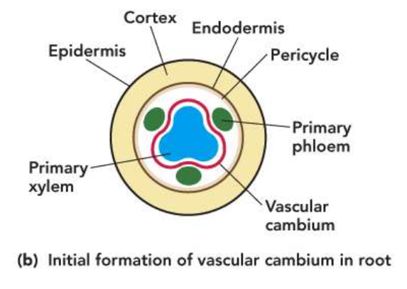 <ul><li><p>First forms a discontinuous series of sections that eventually form a closed ring </p></li><li><p>Pericycle cells become part of the vascular cambium </p></li></ul><p></p>
