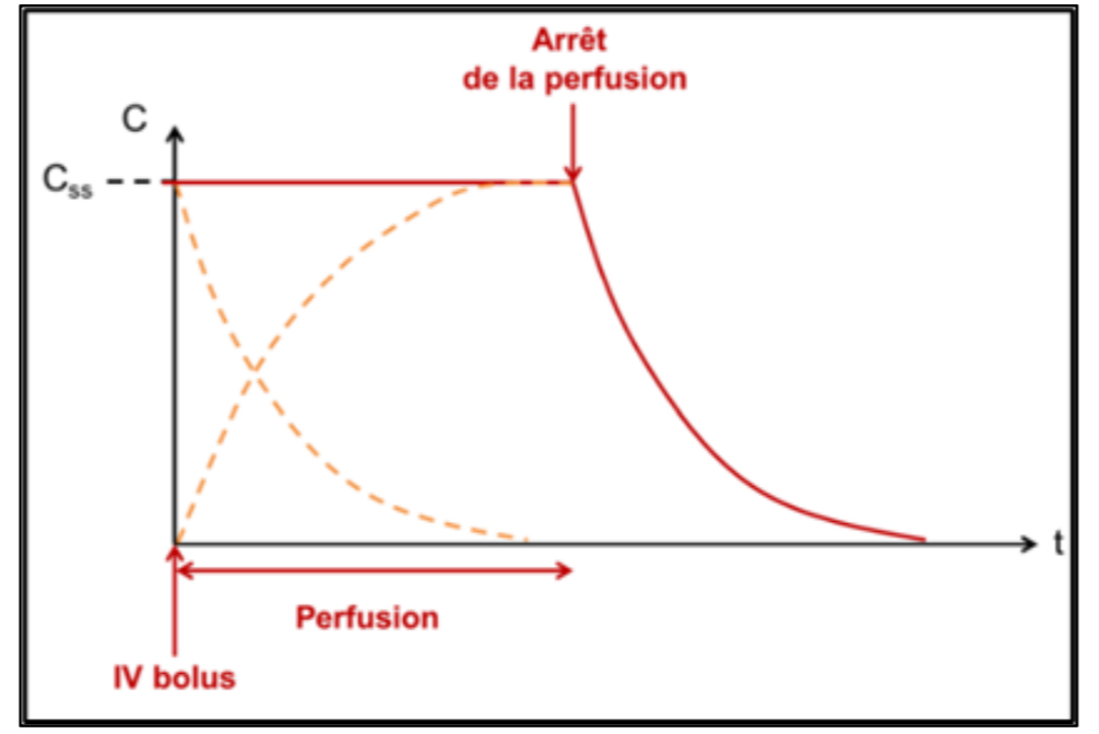 <p>La dĂ©croissance des concentrations du bolus sâadditionne avec la croissance des concentrations de la perfusion</p>