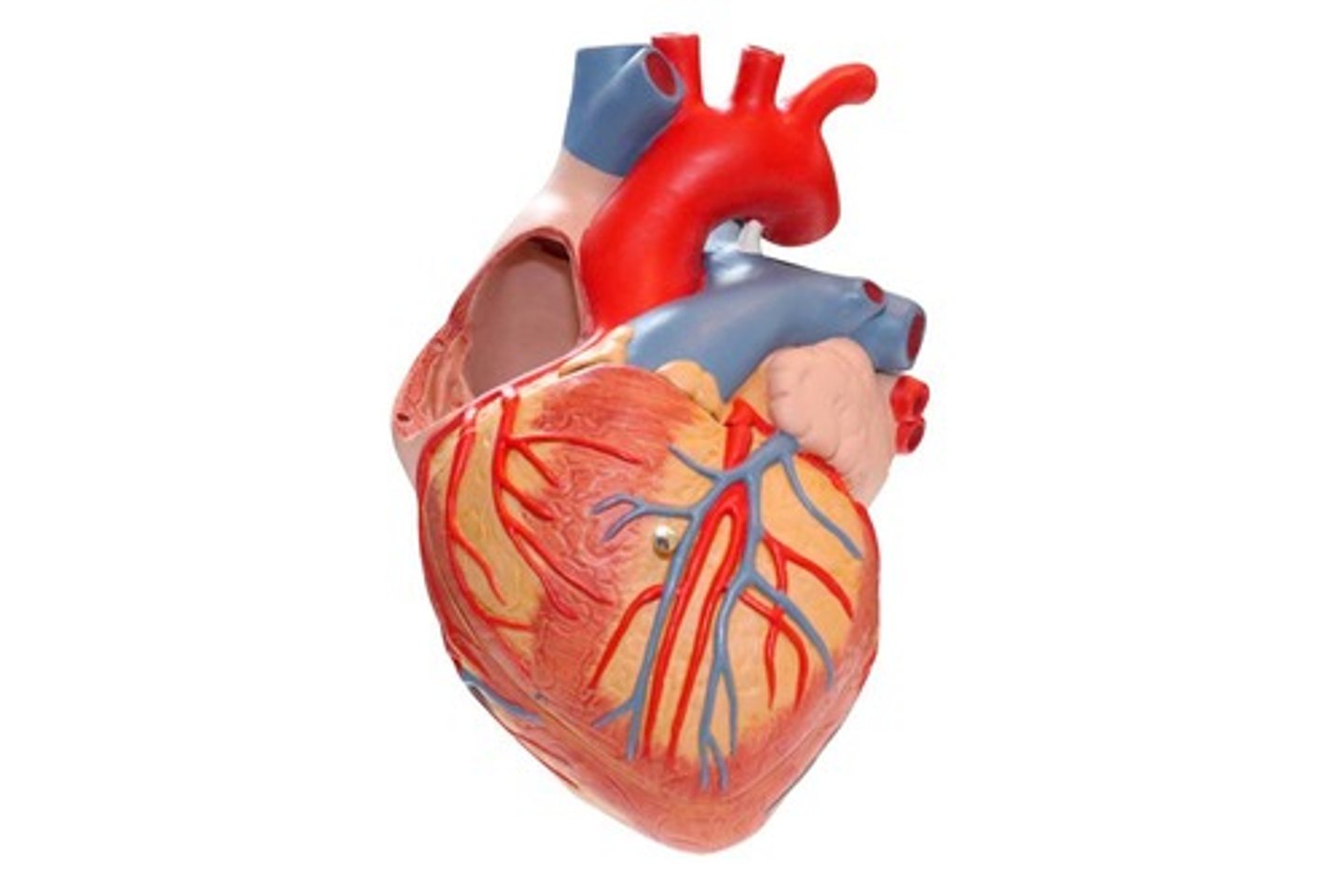 <p>Study of the physiology of the heart.</p>