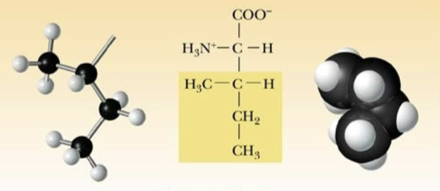 <p>Name:</p><p>Abbreviation:</p><p>Classification:</p>