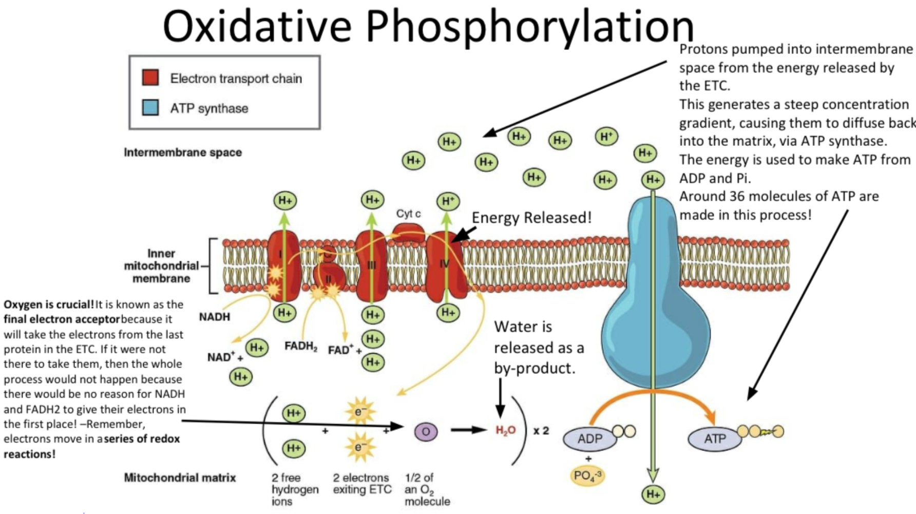 <ul><li><p>NADH and FADH2 release their hydrogen atoms which split into protons (H+) and electrons. The coenzymes are then reused in earlier stages.</p></li><li><p>The electrons are then passed along the electron transfer chain which releases energy and stimulates some carriers to pump protons (H+) from the mitochondrial matrix into the intermembrane space. This creates an electrochemical gradient.</p></li><li><p>Protons flow back into the matrix through ATP synthase which catalyses the formation of ATP from ADP and Pi (chemiosmosis). </p></li><li><p>At the end of the chain, electrons combine with oxygen (the final electron acceptor) and protons to form water. Without oxygen, the chain would stop.</p></li><li><p>Around 36 molecules of ATP are made in this process.</p></li></ul><p></p>