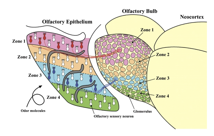 <p>1. Quadrant to quadrant organization</p><p>2. Within a quadrant, all of the neurons that express the same OR converge on a single pair of glomeruli</p>