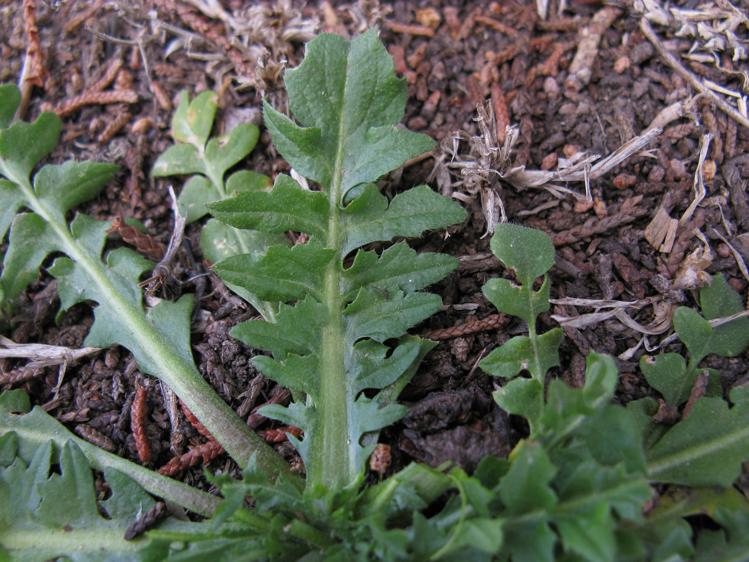 <p>Shepherds purse - <em>Capsella bursa-pastoris</em></p>