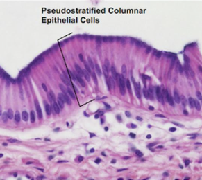 <ol><li><p>Tissue Type</p></li><li><p>Locations found</p></li><li><p>location specific functions</p></li></ol><p></p>