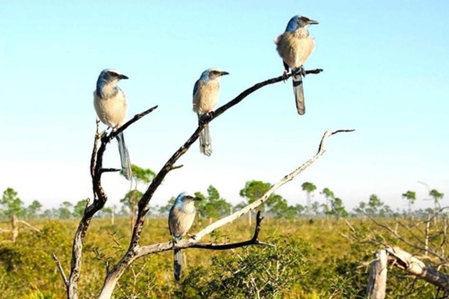 <p>Fledgling birds help rear young, watch for predators, and defend territory before forming their own pairs.</p>