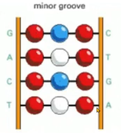 <p>less info, can’t differentiate between, for example, C-G and G-C</p>