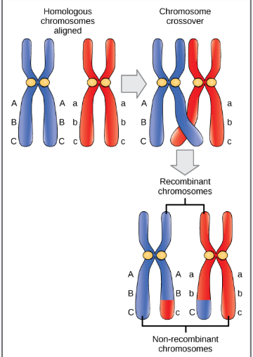 <p>genes on the same chromosome that tend to be inherited together</p><p>crossing over still occurs, but the genes do not assort independently</p>