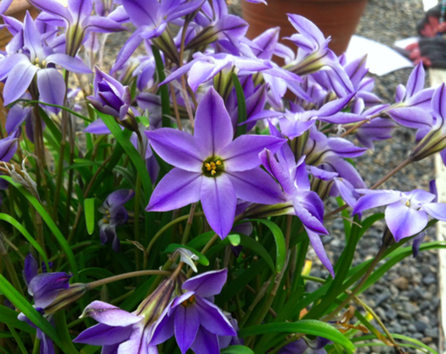 <p>what flower shape is this?</p>