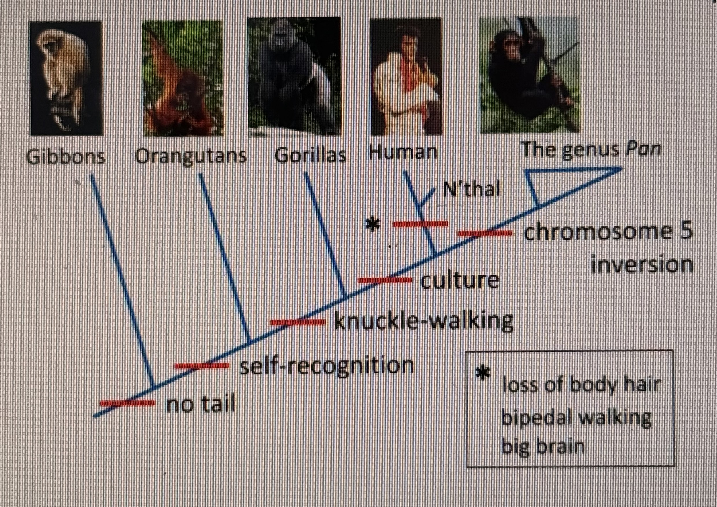 <p>Using this phylogenetic tree, which character state separates the sister genera Homo (Humans) and Pan?</p><p>Self-recognition</p><p>Presence of tail</p><p>Chromosome 5 inversion</p><p>Culture</p>