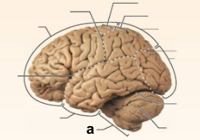 <p>Identify the structure labeled <strong>“a”</strong> in the image.</p>