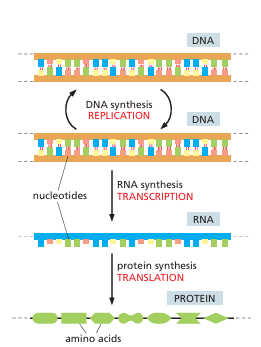<p>The process in which RNA molecules direct the synthesis of polymers of a radically different chemical class—the proteins.</p>