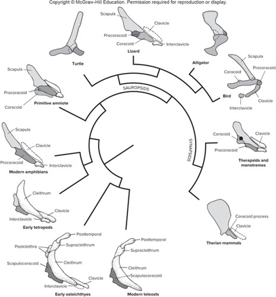 <p>It is supported by a muscular sling from the vertebral column.</p>