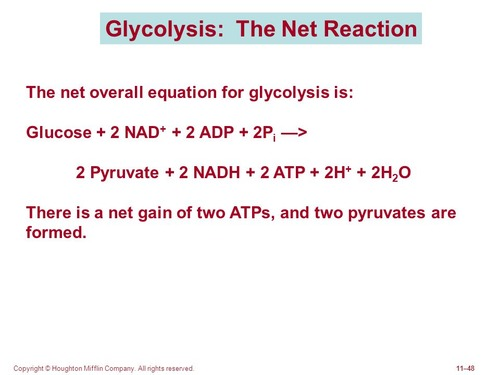 <p>Glucose + 2NAD+ + 2ADP + 2Pi → 2 Pyruvate + 2 NADH + 2ATP + 2H+ + 2H2O</p>