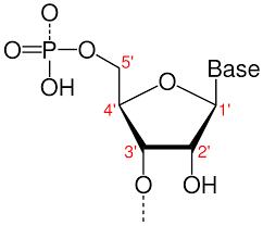 <p>5 prime and 3 prime ends of a nucleotide</p><p>phosphate group attached to the 5th carbon</p><p>nitrogen base is attached to the first carbon</p><p>nucleotides bond with one right side up and the other upside down</p><p>5 prime is lagging (has fragments for new DNA called Okazaki fragments)</p><p>3 prime is leading (hooks to 3 prime first  and is a continuously new strand)</p>