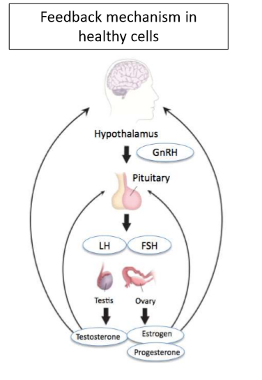 <p>How do GnRH agonists lead to decreased production of sex hormones?</p>