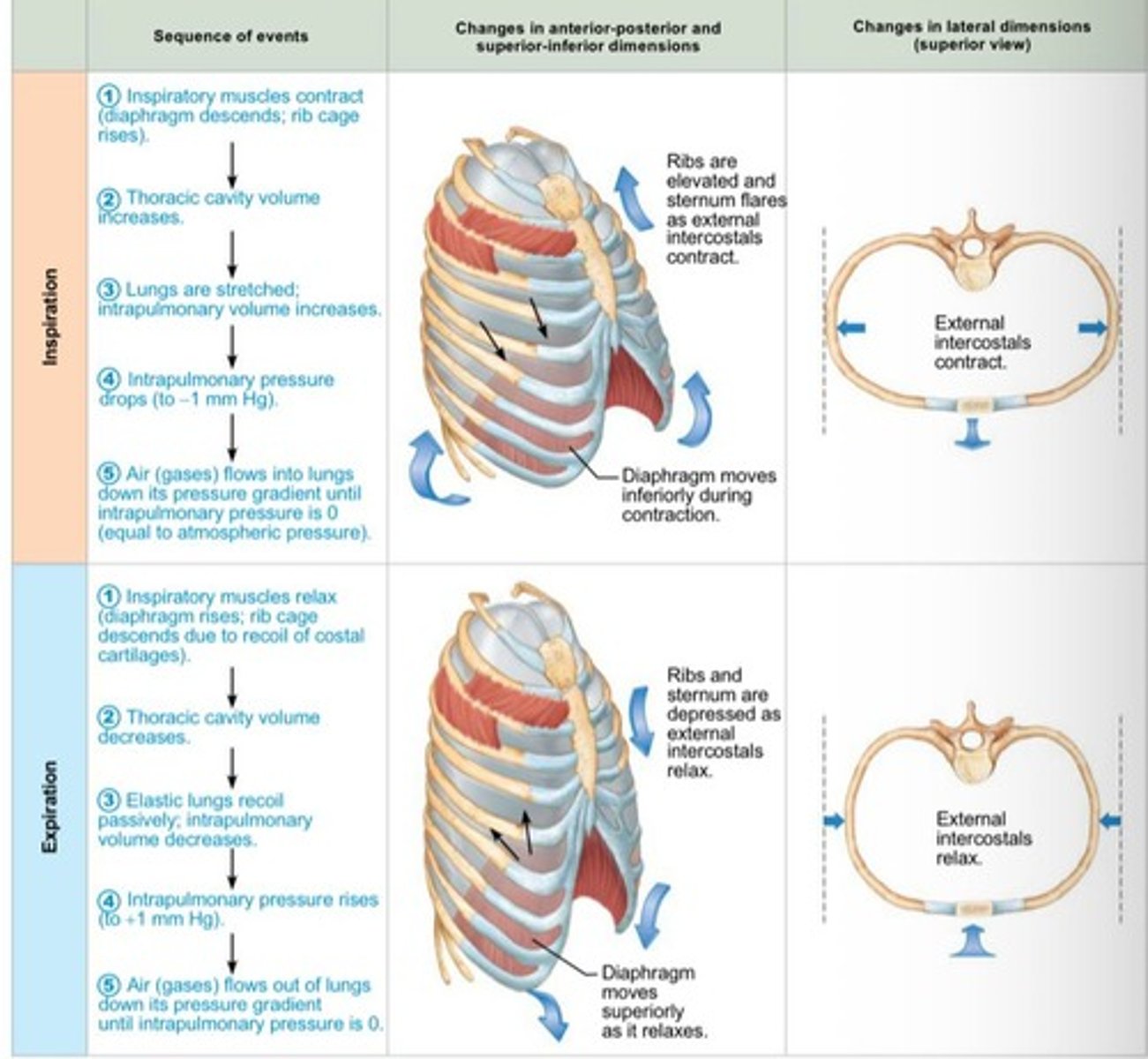 <p>Inspiration (gases flow into lungs) and expiration (gases exit lungs).</p>