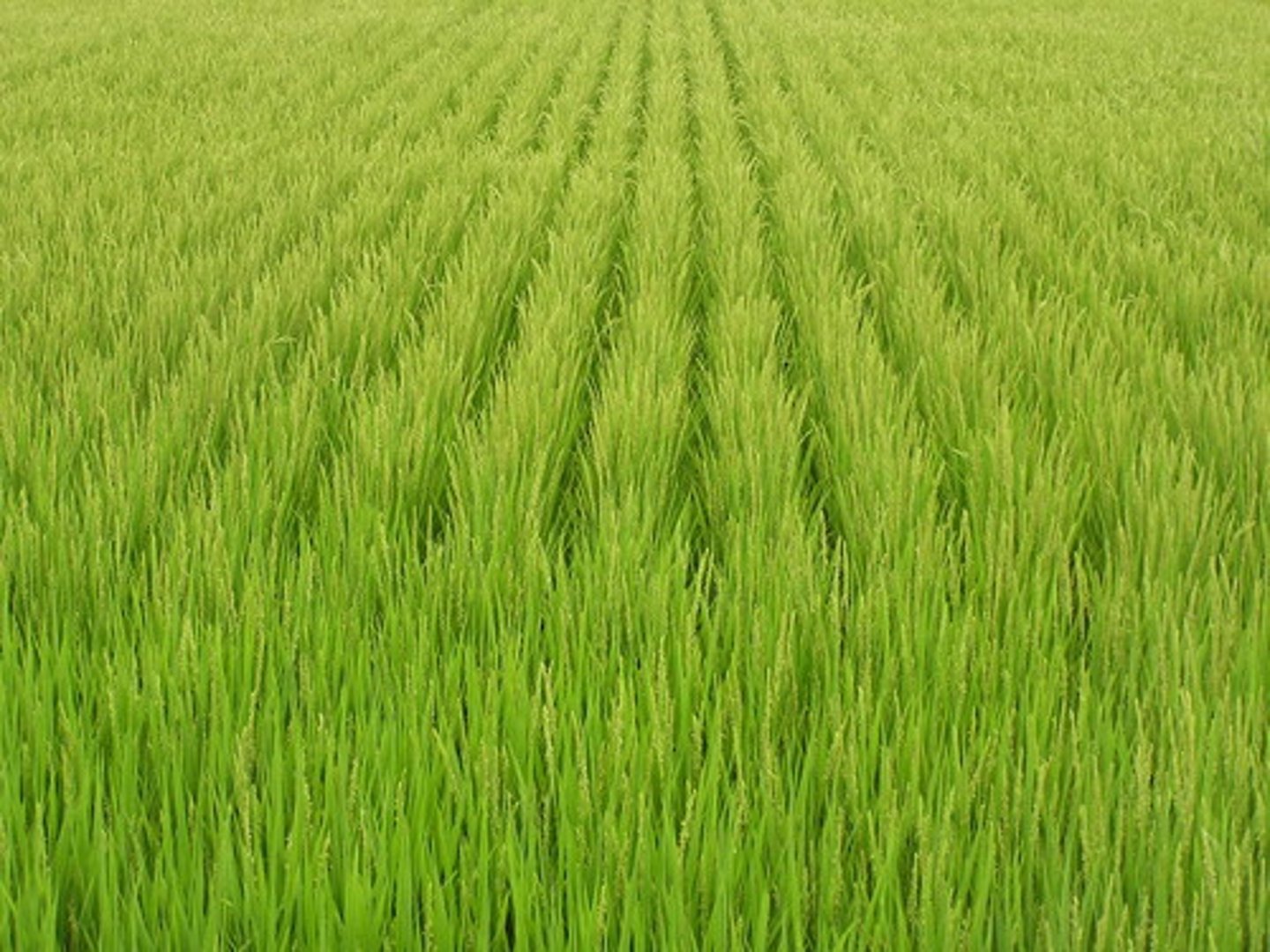 <p>đồng ruộng</p>