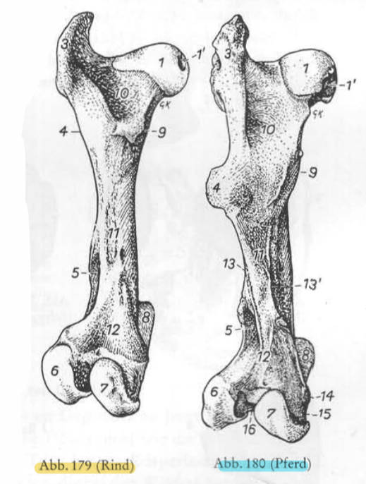 <p>Rappel structures osseuses → Fémur caudal</p>