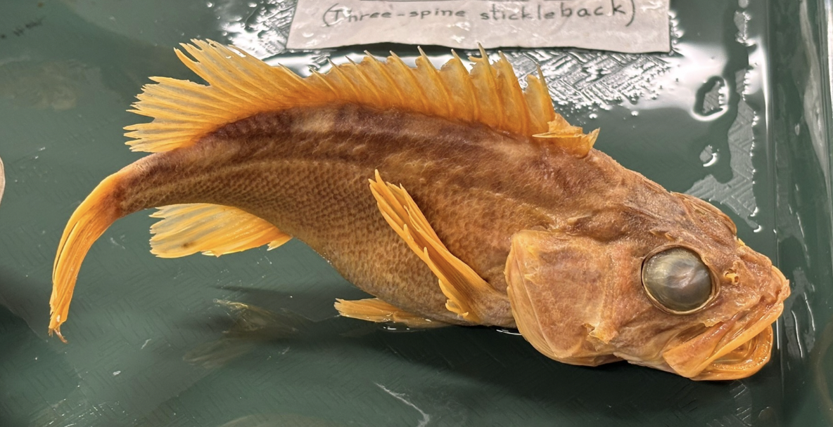 <p>Gopher Rockfish<strong> Family</strong></p>