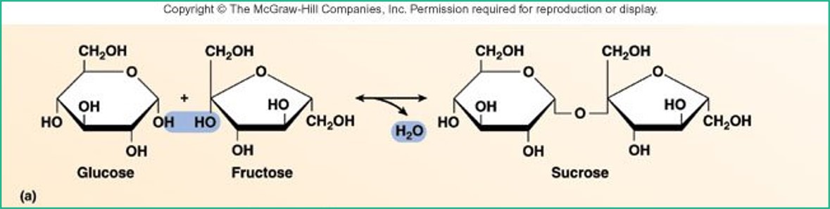 
1. Sucrose (glucose + fructose)
2. Lactose (glucose + galactose)