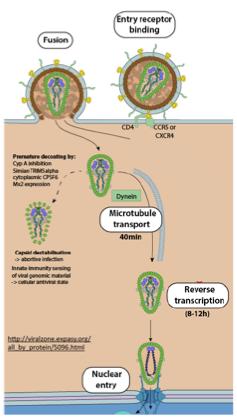 <ul><li><p>Entrée par fusion via les récepteurs CD4, CXCR4, CCR5.</p></li><li><p>Libération de la capside dans le cytoplasme</p></li><li><p>La reverse Transcriptase forme un premier brin d’ADN à polarité négative.</p></li><li><p>Puis formation du deuxième brin d’ADN à polarité positive.</p></li><li><p>L’ADN double brin est transporté dans le noyau et intégré à l’ADN cellulaire → provirus</p></li></ul><p></p>