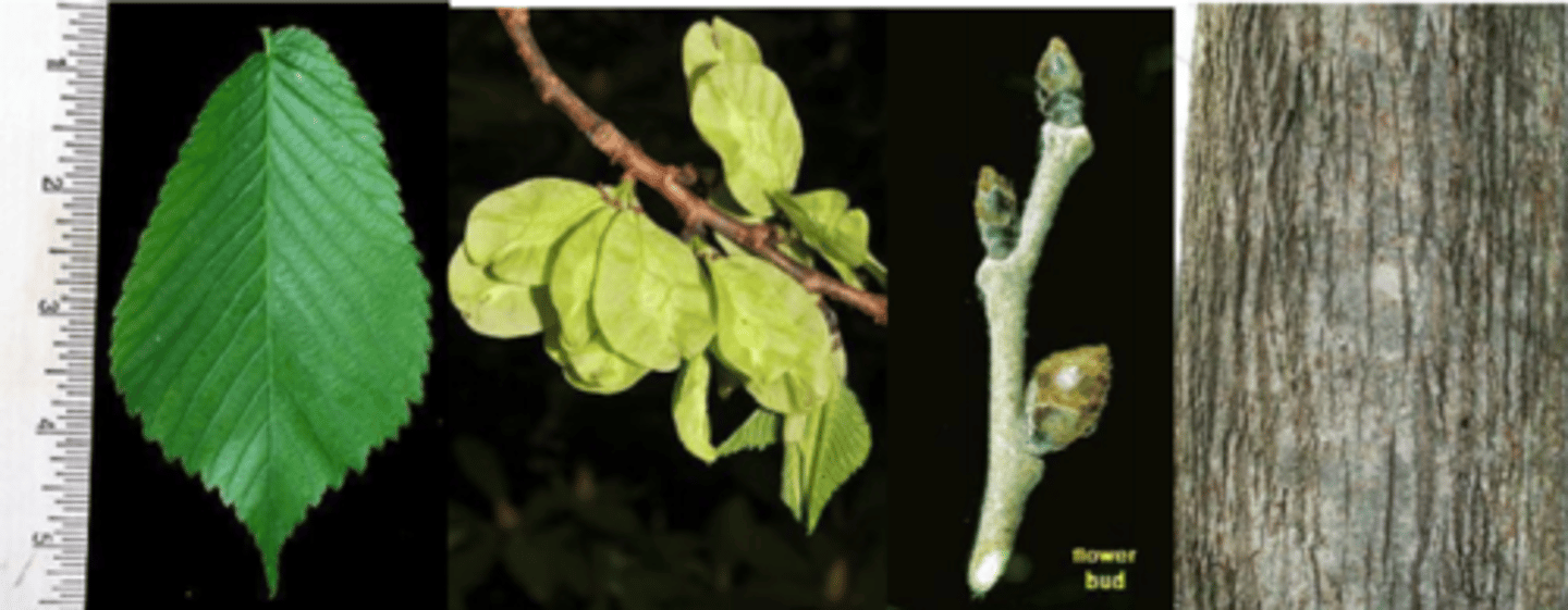 <p>Leaves: alternate, simple, ovate to oblong, 4-6" long, 2-3" wide, margin coarsely and sharply doubly serrated, base conspicuously inequilateral; dark green above and very scabrous, paler and slightly scabrous or hairy beneath.</p><p>Fruit: round, papery samara, ¾-1" inch across, margin and surface of wing smooth; surface of seed cavity pubescent, ripen in late spring.</p><p>Twigs: often stouter than American elm, slightly zigzag, ashy gray to brownish-gray (often mottled), scabrous and hairy</p><p>Buds: false terminal bud, lateral buds dark, chestnut brown to nearly black; buds may be rusty-hairy, twigs mucilaginous when chewed.</p><p>Bark: dark reddish brown, does not show buff-colored patches or streaks when sectioned; bark fissures not as diamond-shaped as American elm; inner bark mucilaginous.</p><p>Form/Silvics: intermediate shade tolerance; common in wet flats where standing water may accumulate; but, better growth on better-drained, rich bottomland soils; medium sized tree to 80'; trunk usually free of branches for a greater length than American elm, branches also less drooping.</p>