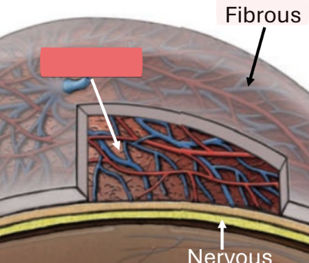 <ul><li><p>major blood supply to/from eye</p></li></ul><p></p>