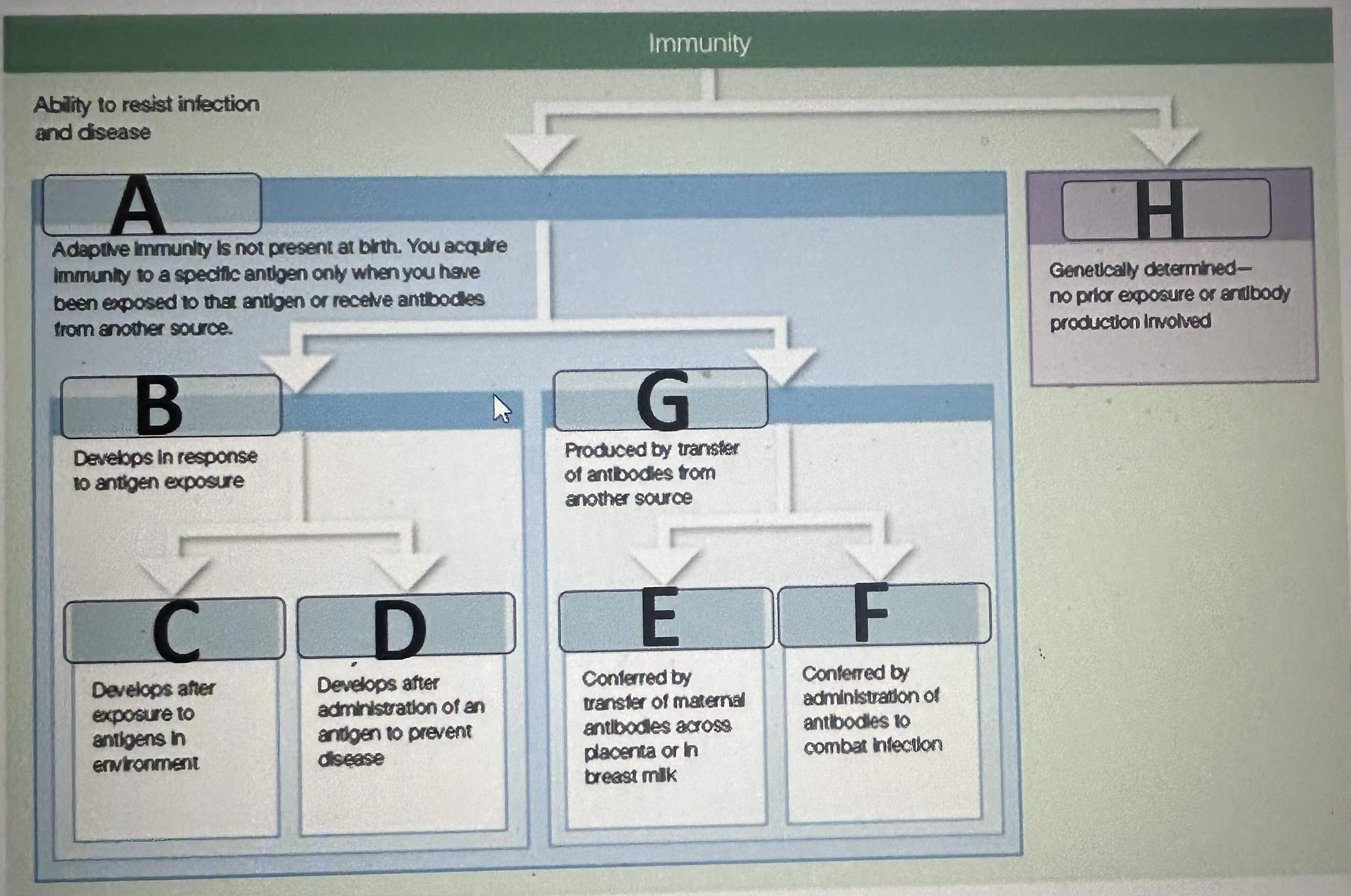Identify the form of immunity labeled F. 