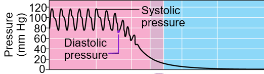 <p>it starts high and as it travels away from the heart it decreases, is really low once it passes through the capillary beds</p>
