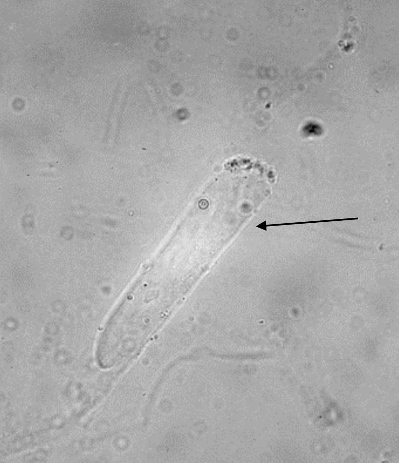 term image