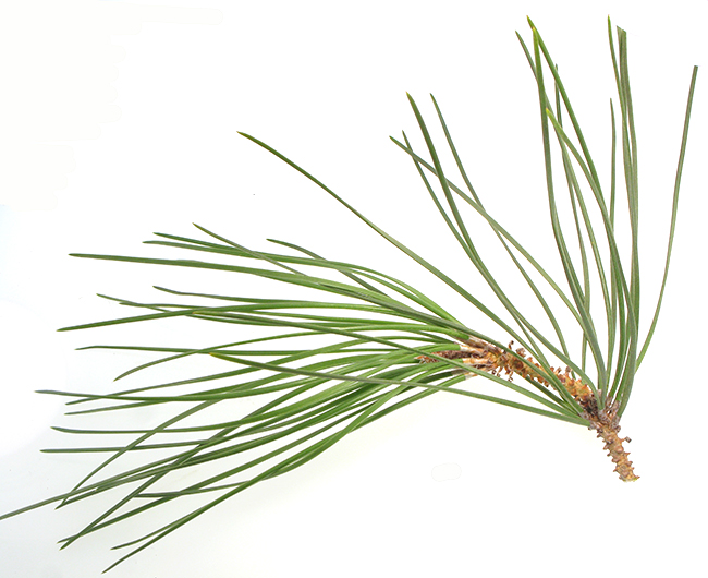 <p>Italian stone pine</p>