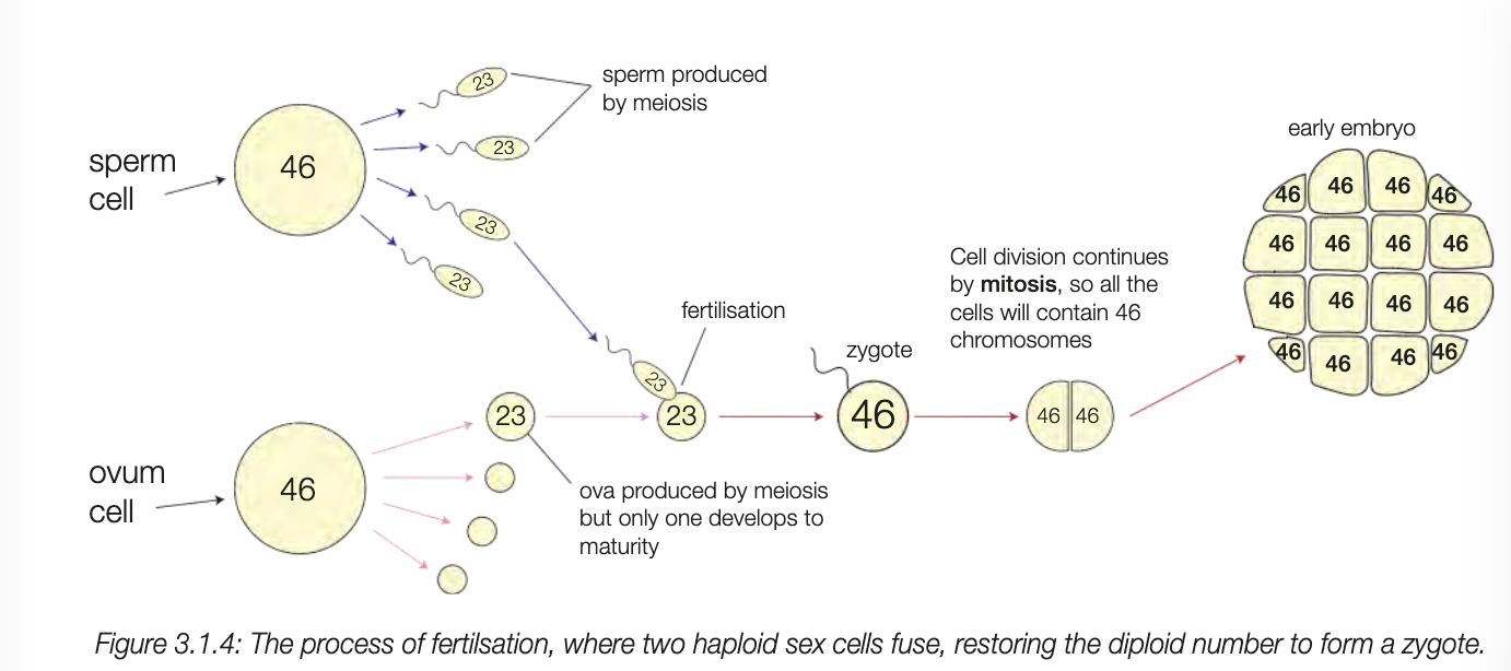 <ul><li><p>somatic (body) cells are diploid (have full set of chromosomes - 22 autosmal pair and 1 pair sex cells)</p></li><li><p>homologous chromosome - 2 chromosomes that form a pair</p></li></ul><p></p><ul><li><p>sperm and ova (sex cells) are haploid - only one set of chromosomes from each homologuspair</p></li><li><p>formed through meiosis and only contain ½ bc they fuse during fertilisation and chromosome number doubles</p></li></ul><p></p>