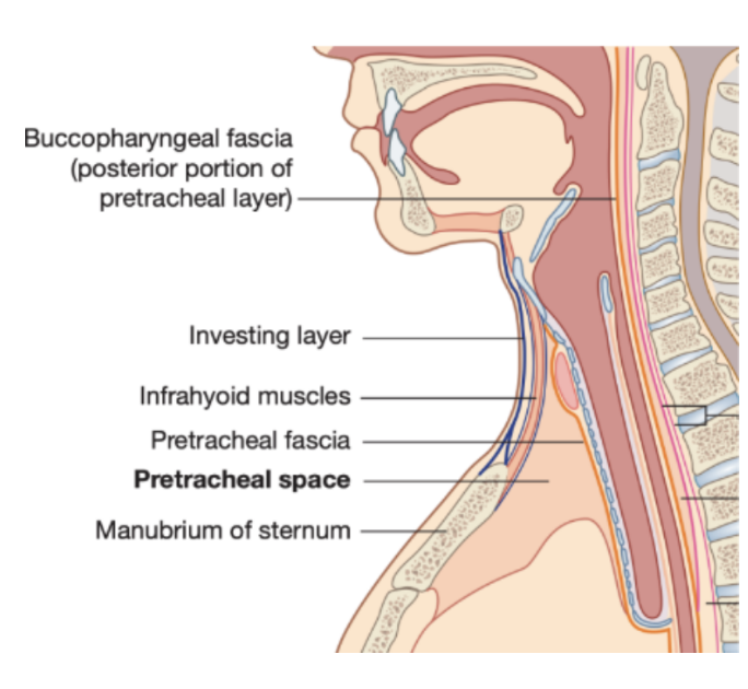 <ul><li><p><span>Consists of a collection of fascias surrounding the trachea, esophagus, &amp; thyroid gland</span></p></li><li><p><span>Anteriorly – consists of a pretracheal fascia crossing the neck just posteriorly to the infrahyoid muscles</span></p><ul><li><p><span>Covers the trachea &amp; thyroid gland</span></p></li></ul></li><li><p><span>Begins superiorly at the hyoid bone &amp; ends inferiorly in the upper thoracic cavity</span></p></li><li><p><span>Laterally, this fascia continues &amp; covers the thyroid &amp; the esophagus</span></p></li><li><p><span>Posteriorly, is referred to as the buccopharyngeal fascia –</span></p><ul><li><p><span>Separates the pharynx &amp; esophagus from the prevertebral layer</span></p></li><li><p><span>Begins superiorly at the base of the skull &amp; ends inferiorly in the thoracic cavity&nbsp;</span></p></li></ul></li></ul>