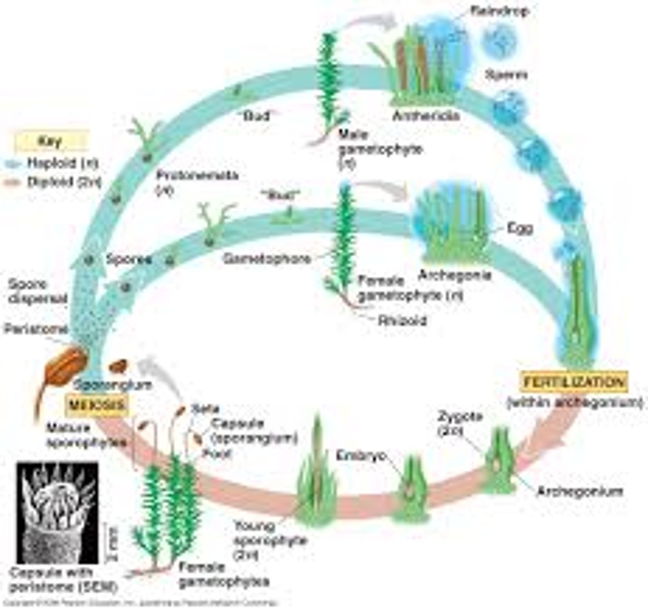 <p>- sperm release is stimulated by raindrops</p><p>- diploid zygote is retained and the sporophyte develops in place, supported mechanically and nutritionally by the gametophyte</p><p>- multicellular sporophyte produces thousands of haploid spores by meiosis</p><p>- haploid spores are released into the air. those that land in a suitable site will germinate to form a new gametophyte generation</p>